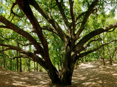 panorama crop crop panorama photo tree