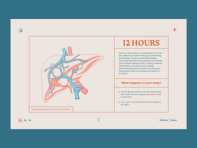 Fasting - Overview pages anatomy cells diet fasting health illustrations liver