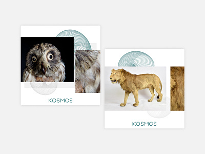 Kosmos animals design facebook graphic design italy museum pavia post social social media visual design