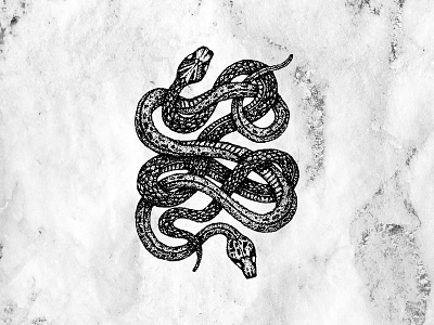 Rebound Sticker Mule Summer asp dotwork drawing exotic illustration ink ophidian poisonous serpent snake stickermule summer tattoo tropic vector viper