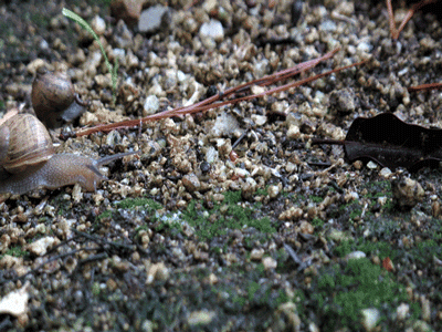 Snail Race gif timelapse