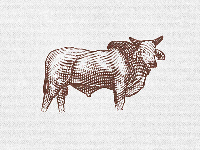 Bull animal engraving etching illustration woodblock