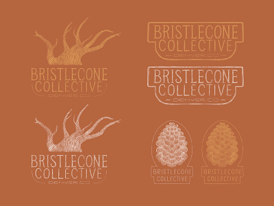 Bristlecone Collective Branding badge brand branding distressed hand drawn hand lettering handdrawn handlettering identity illustration lettering logo pine cone rough texture tree vintage wood woodblock woodcut