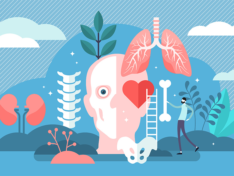 Anatomy Concept By Vectormine On Dribbble