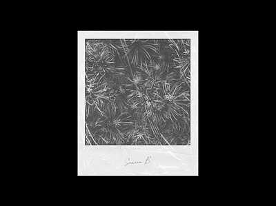 SENECA B x LACHUTE abstract album album art album artwork album cover album cover design art art direction artwork black design flowers illustration lachute light photography photoshop polaroid scan white