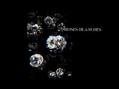 ROSES BLANCHES x LACHUTE abstract album album art album artwork album cover album cover design art art direction artwork blackandwhite design flower glitch illustration lachute photomosh photoshop roses