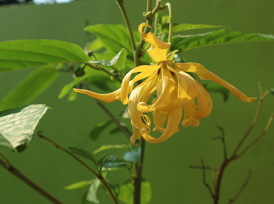 Ylang-ylang flowers or ylang flowers flora