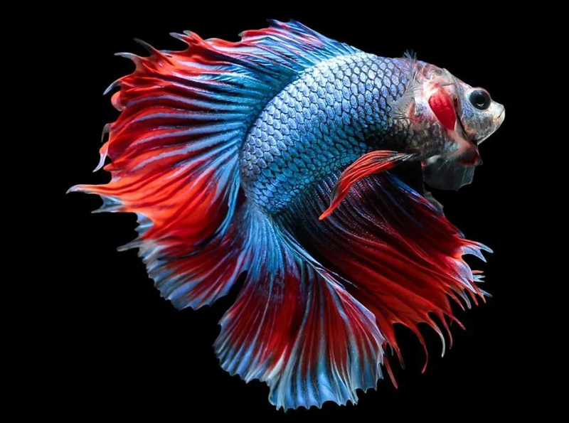 Top 100 Fish in Launceston by Mihir on Dribbble