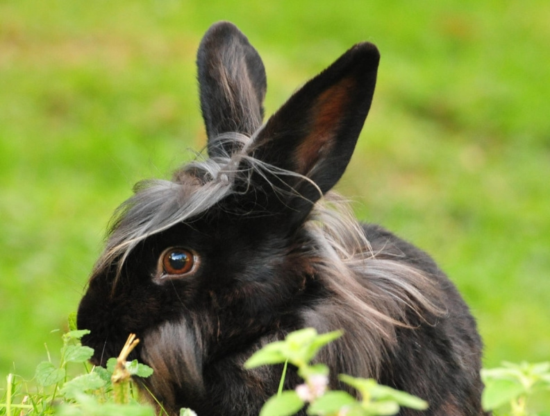 Top 100 Rabbits in Launceston by Mihir on Dribbble