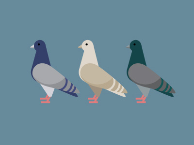 pigeons bird icon illustration new york new york normal pigeon vector