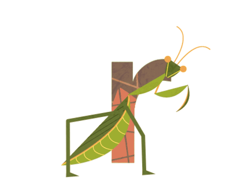 Preying Mantis bug letter mantis preying mantis r