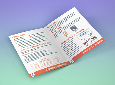 BROCHURE DESIGN FOR CATTLE PRODUCT about page