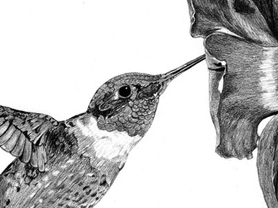 Humming Bird Drawing drawing humming bird pencil