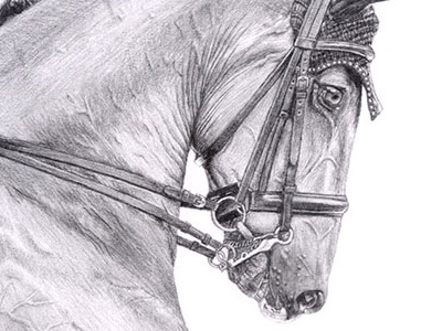 Horse Drawing drawing horse pencil