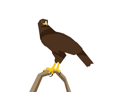 Hawk perch bird bird of prey graphic hawk vector illustration