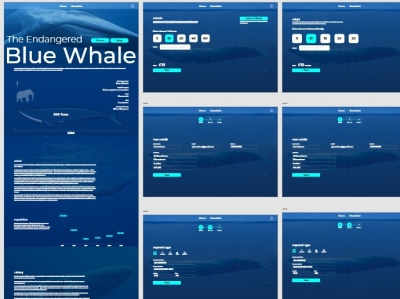 Blue Whale website adobe design prototype ui ux