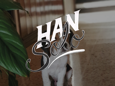 Han Solo, the Beagle lettering beagle dog letter lettering type