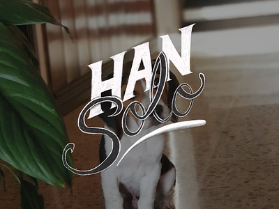 Han Solo, the Beagle lettering