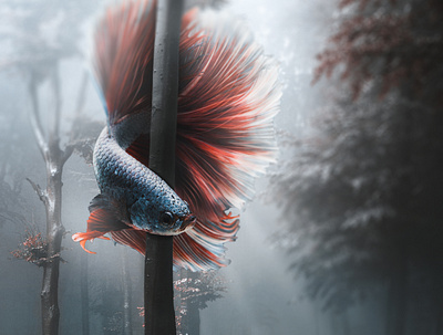 Big Betta fish in the forest graphic design motion graphics