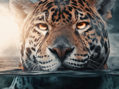 tiger in water graphic design