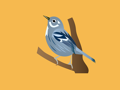 Elfin-Woods Warbler birds elyunque illustration puertorico