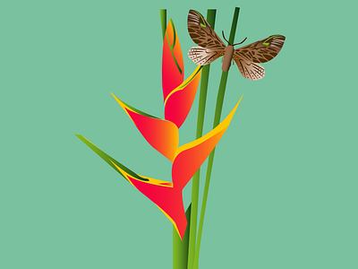 False Bird of Paradise flower illustration puertorico