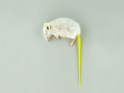Mouse Fluor art fine arts illustration monique goossens mouse photography