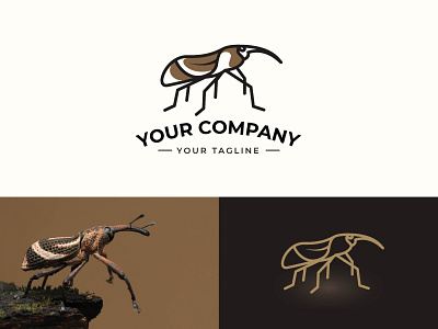 Rice Weevil Bug Logo brand guideline brand identity branding brown logo bug bug logo design graphic design illustration logo vector weevil bug