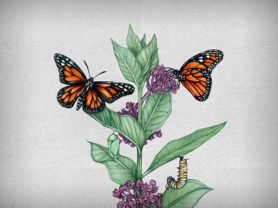 Symbiosis of the Monarch and Milkweed plant aesclepias butterfly growth metamorphosis milkweed monarch montreal quebec