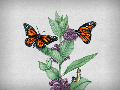 Symbiosis of the Monarch and Milkweed plant