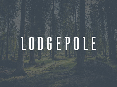 Lodgepole Logo brand identity branding custom typeface lodgepole logo pine trees resort typography wordmark