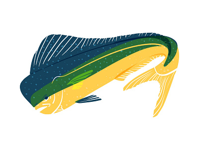 Mahi Mahi Gillustration fish gillustration illustration mahi mahi mahi sea vector