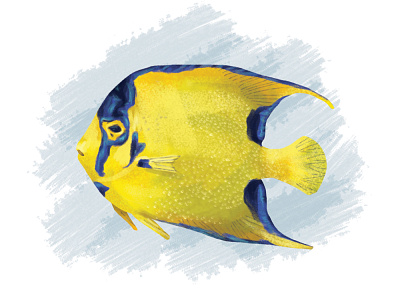 Queen Angelfish blue digital digital art digital illustration digital painting fish gillustration illustration tropical fish yellow