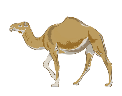 Walking Dromedary Camel Vector 3d graphic design illustrator png