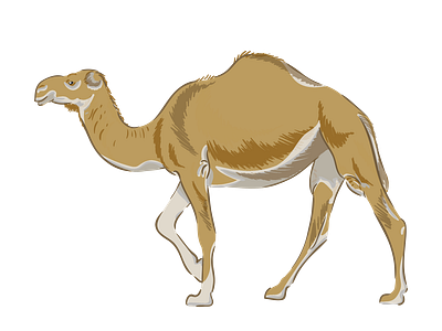 Walking Dromedary Camel Vector