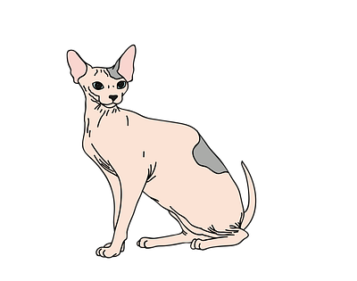 Sphynx Cat Vector svg format