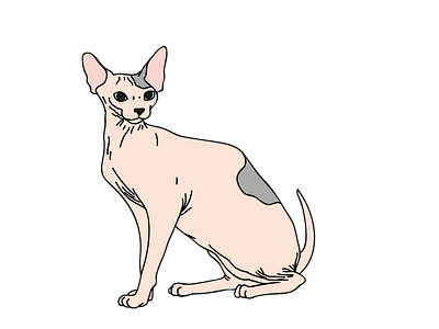 Sphynx Cat Vector