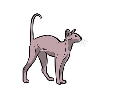 Devon Rex Cat Vector Design