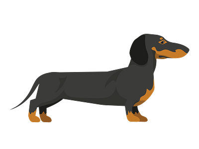 Black and Tan Dachshund Dog Vector