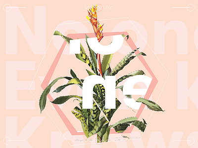 Cutting Up Plants botanical bromeliad digital geometric hexagon international style sans serif swiss