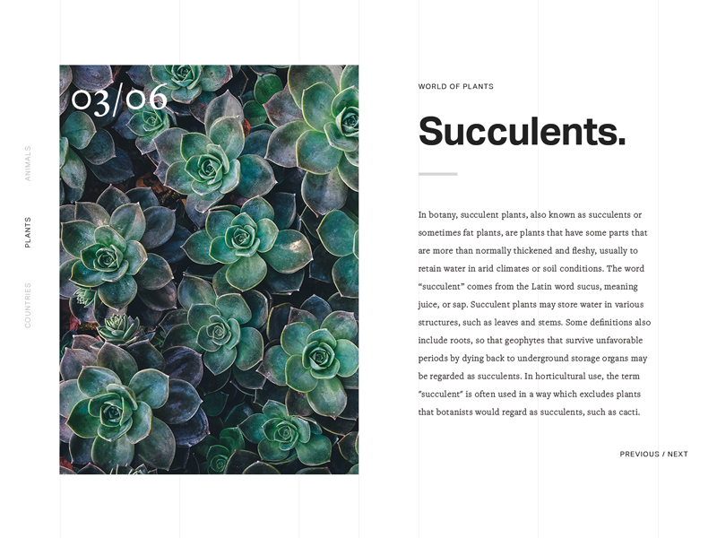 Succulents card by Ana Sakač on Dribbble