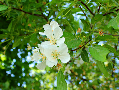 Flower Picture by J.M illustration pho