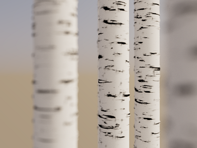 Birch