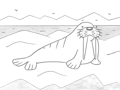 Walrus sketch