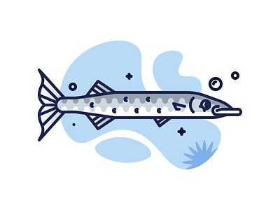 Barracuda adobeillustrator art artwork barracuda colored design dribbble fish grid illustration outline vector