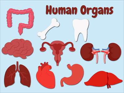 Icon Human Organs animation art design graphic design illustrasion illustration logo tracing vector wallpaper