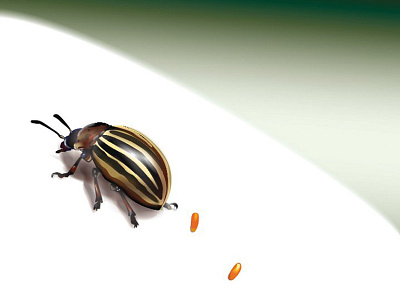 Beetle Illustration design illustration illustrator