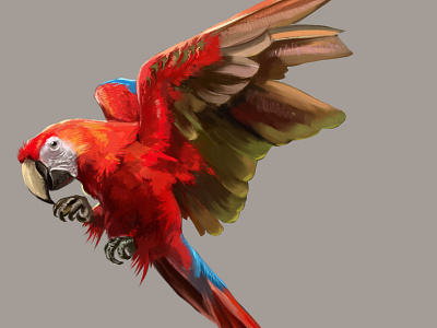 Guacamaya animal app bird illustration color desing illustration studio wild animals