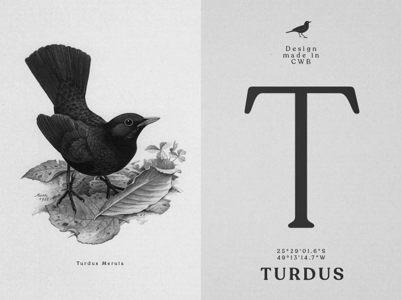 Turdus - Branding & Design social media indentity illustration curitiba graphic design branding turdus art director