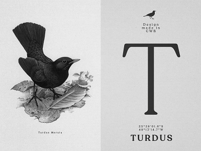 Turdus - Branding & Design art director branding curitiba graphic design illustration indentity social media turdus